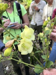 Macrocarpaea pringleana
