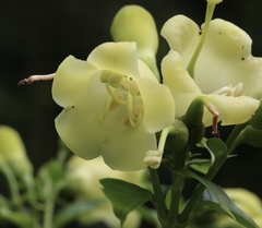 Macrocarpaea pringleana