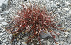 Epilobium microphyllum
