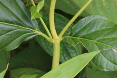 Macrocarpaea pringleana