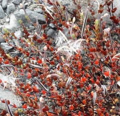 Epilobium microphyllum