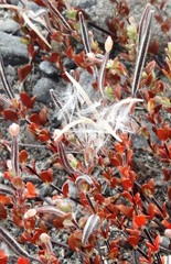 Epilobium microphyllum