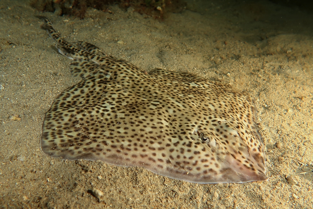 Gevlekte rog (Raja polystigma) — Rajidae