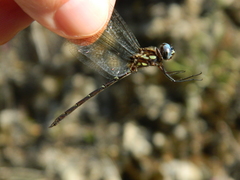 Macrothemis celeno