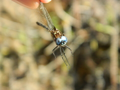 Macrothemis celeno
