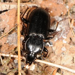 Pterostichus mutus