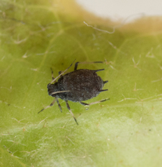 Aphis hederae