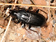 Pterostichus mutus