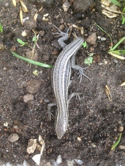 Pholidobolus montium