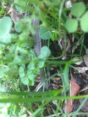 Pholidobolus montium