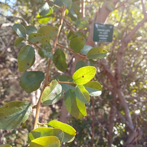 Image of Ximenia afra by no rights reserved