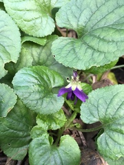 Viola odorata