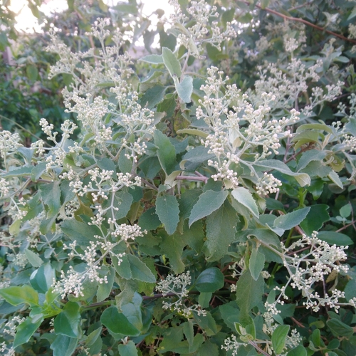 Image of Buddleja dysophylla by (c) Henry de Lange, some rights reserved (CC BY)