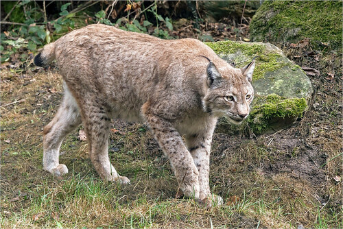 Eurasian Lynx