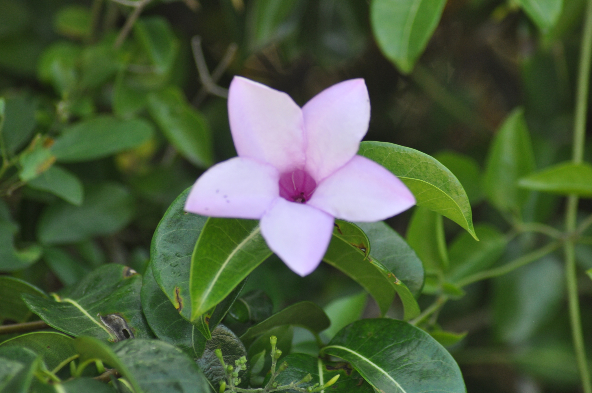 Cryptostegia madagascariensis
