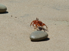 Ocypode gaudichaudii