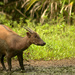 Lowland Anoa - Photo (c) Royle Safaris, some rights reserved (CC BY-NC), uploaded by Royle Safaris