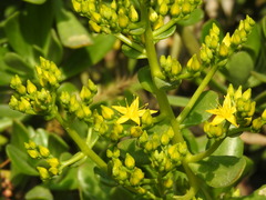 Sedum praealtum