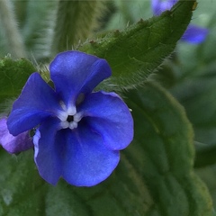 Pentaglottis sempervirens