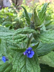 Pentaglottis sempervirens