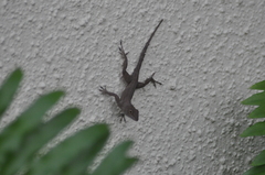 Anolis cristatellus cristatellus