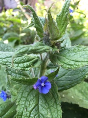 Pentaglottis sempervirens