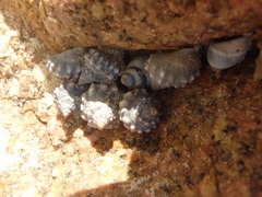 Nodilittorina pyramidalis