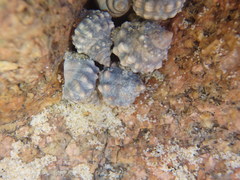 Nodilittorina pyramidalis