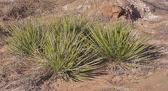 Yucca campestris