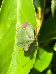 Palomena prasina