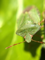 Palomena prasina