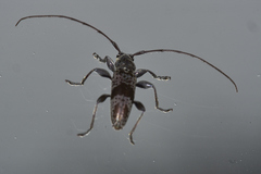 Stenellipsis gracilis