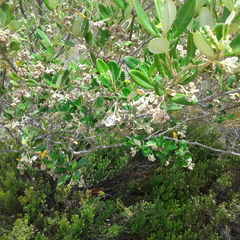 Spyridium globulosum