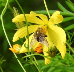 Xylocopa