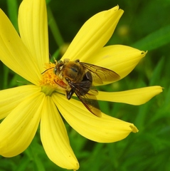 Xylocopa