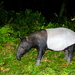 Malayan Tapir - Photo (c) Royle Safaris, some rights reserved (CC BY-NC), uploaded by Royle Safaris