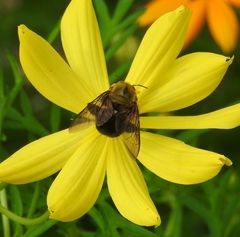 Xylocopa