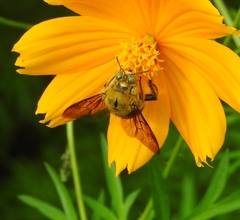 Xylocopa