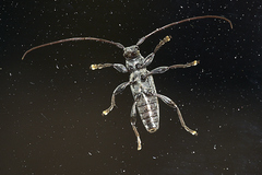 Stenellipsis gracilis