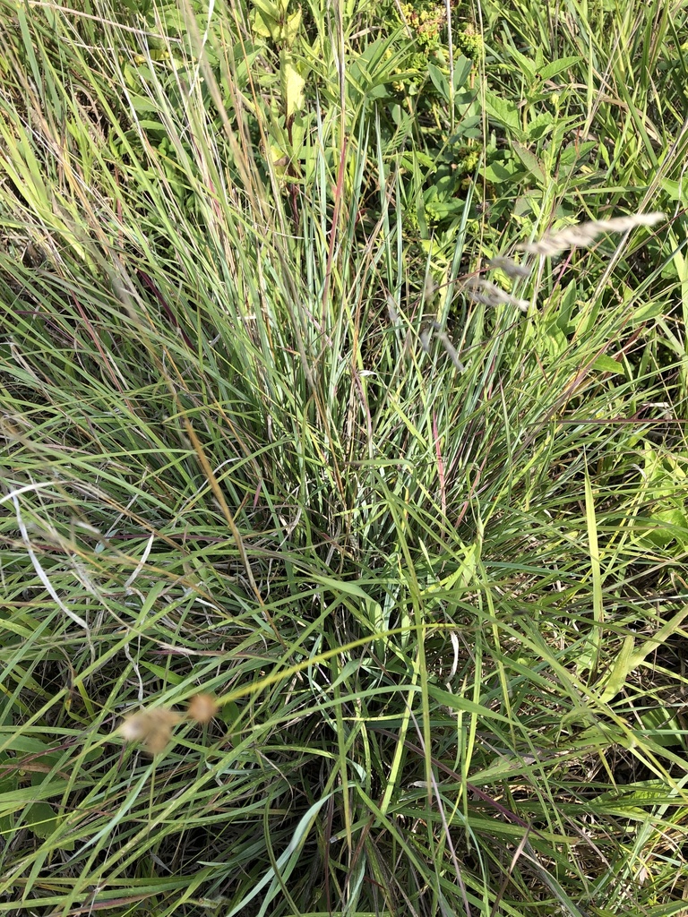 Sideoats Grama From 20th St, Grinnell, Ia, Us On July 13, 2023 At 09:32 