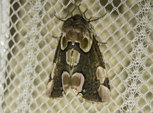 Peach Blossom Moth photo 3