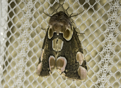 Peach Blossom Moth