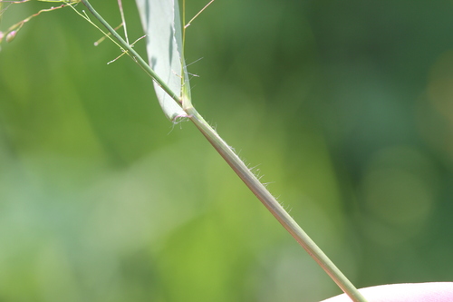 Image of Dichanthelium boreale by (c) Quinten Wiegersma, some rights reserved (CC BY)