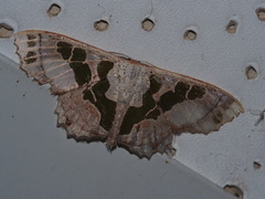 Scopula divisaria