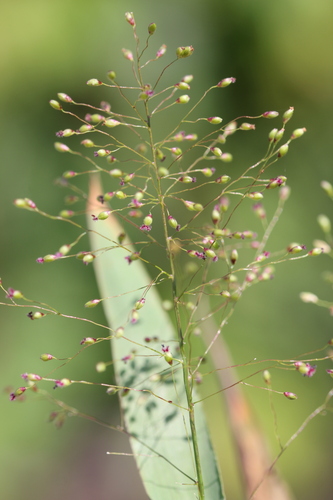 Image of Dichanthelium boreale by (c) Quinten Wiegersma, some rights reserved (CC BY)