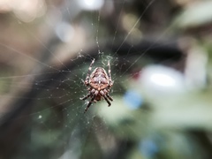 Araneus diadematus