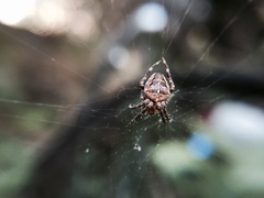 Araneus diadematus