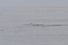Eubalaena glacialis