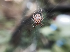 Araneus diadematus
