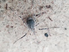 Odiellus spinosus